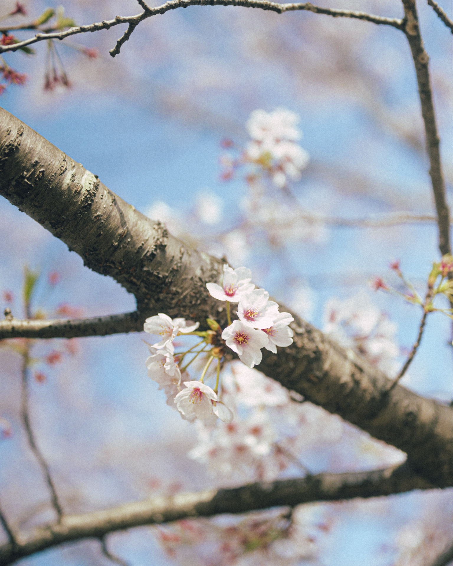 桜サムネイル